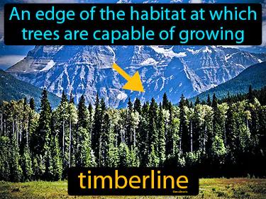 timberline Simple Definition