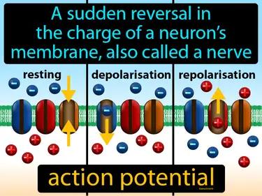 action potential Simple Definition
