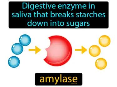 amylase Simple Definition