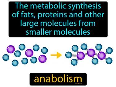 anabolism Simple Definition