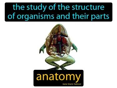 anatomy Simple Definition