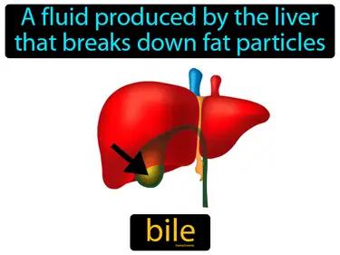 bile Simple Definition