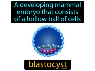 blastocyst Simple Definition