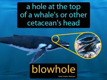 blowhole Simple Definition