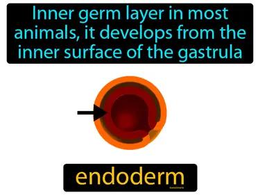 endoderm Simple Definition