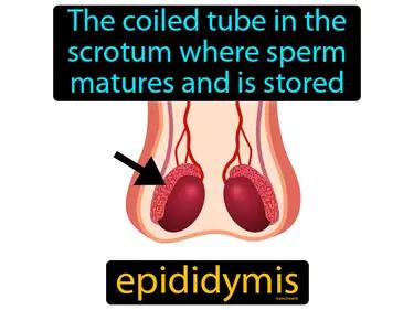 epididymis Simple Definition