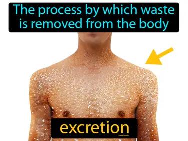 excretion Simple Definition