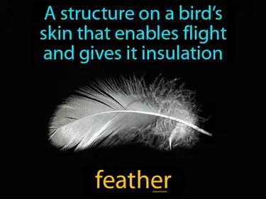 feather Simple Definition