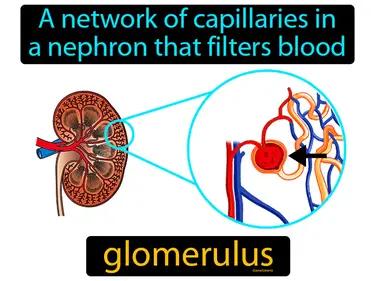 glomerulus Simple Definition