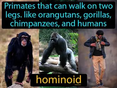 hominoid Simple Definition
