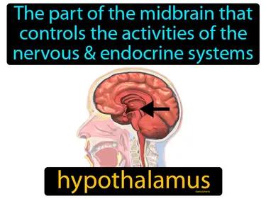 hypothalamus Simple Definition