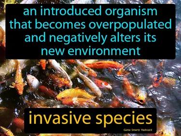 invasive species Simple Definition