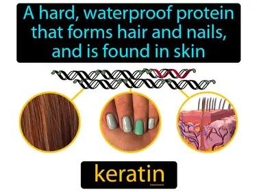 keratin Simple Definition