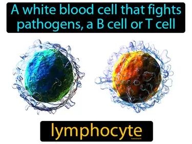 lymphocyte Simple Definition