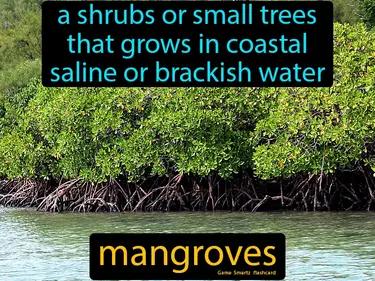 mangroves Simple Definition