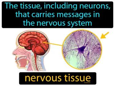 nervous tissue Simple Definition