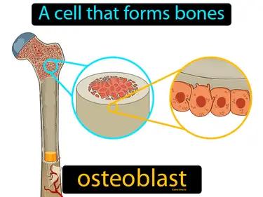 osteoblast Simple Definition