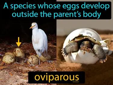 oviparous Simple Definition