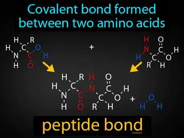 peptide bond Simple Definition