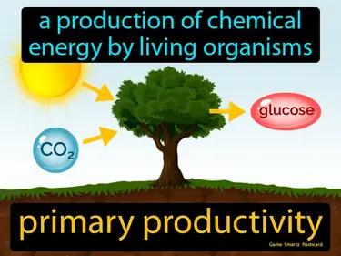 primary productivity Simple Definition