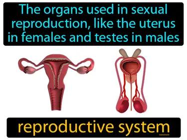 reproductive system Simple Definition