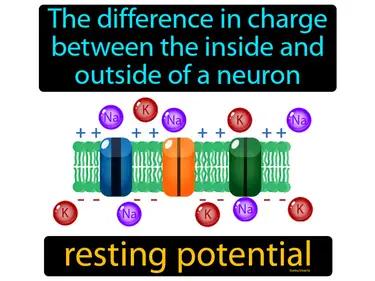 resting potential Simple Definition