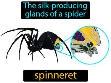 spinneret Simple Definition