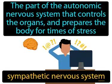 sympathetic nervous system Simple Definition