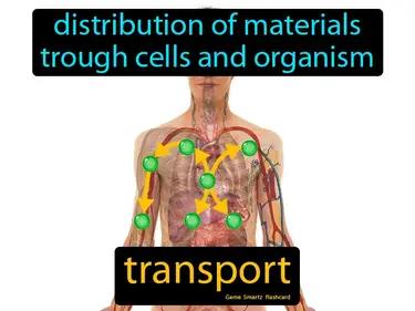 transport Simple Definition
