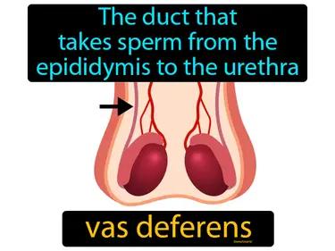 vas deferens Simple Definition