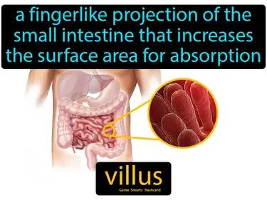 villus Simple Definition