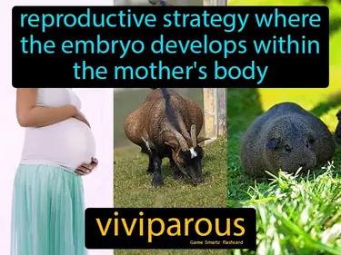 viviparous Simple Definition