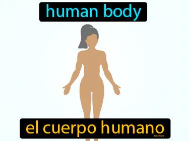 el cuerpo humano Simple Definition