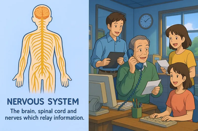 What is the Nervous System? - Easy to Understand What is the Nervous System? - Easy to Understand