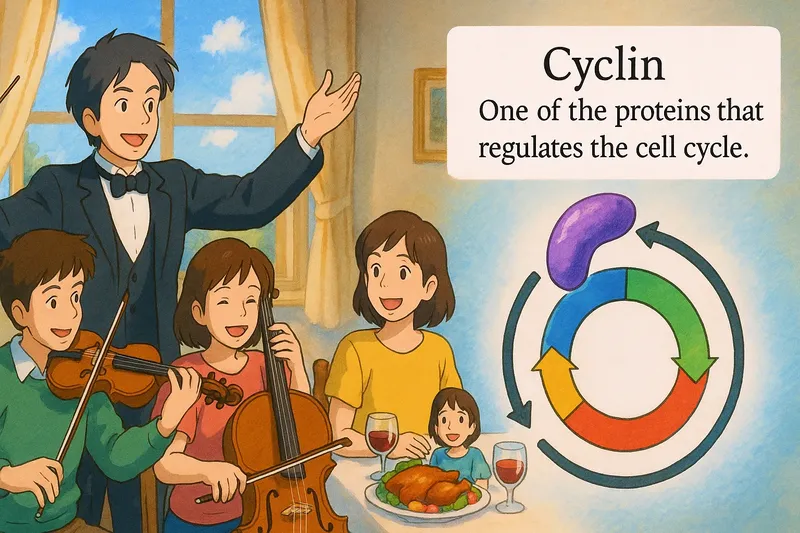 What is a Cyclin? - Easy to Understand