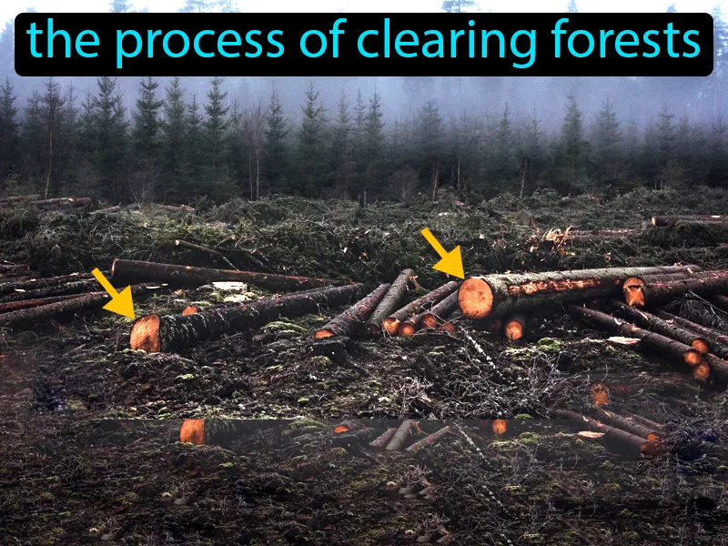 Deforestation Definition Deforestation Definition