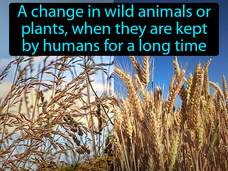 Domestication Definition Domestication Definition