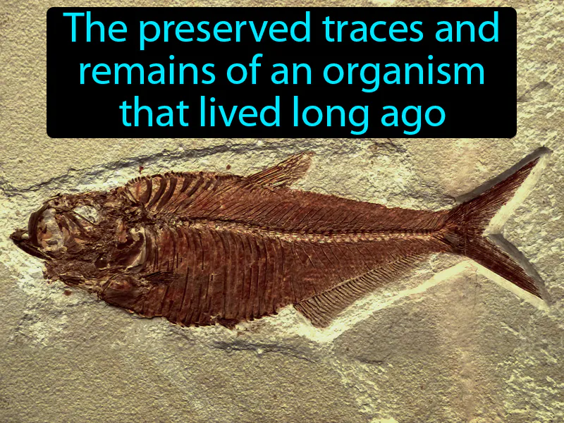 Fossil Definition Fossil Definition