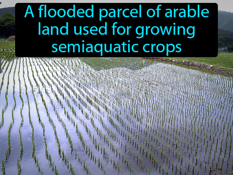 Paddy Definition Paddy Definition