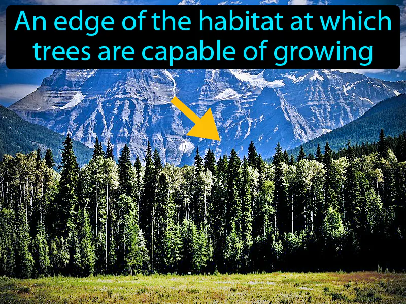 Timberline Definition Timberline Definition