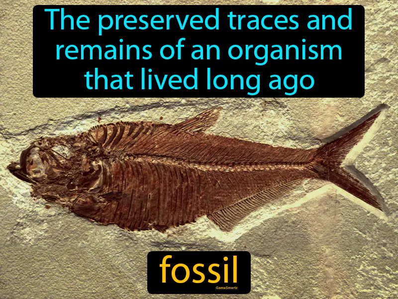 Fossil Definition Fossil Definition