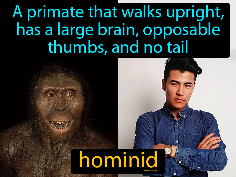 Hominid Definition Hominid Definition