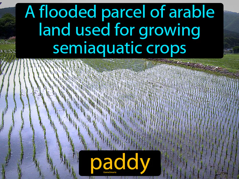 Paddy Definition Paddy Definition