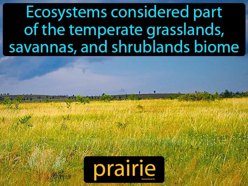 Prairie Definition