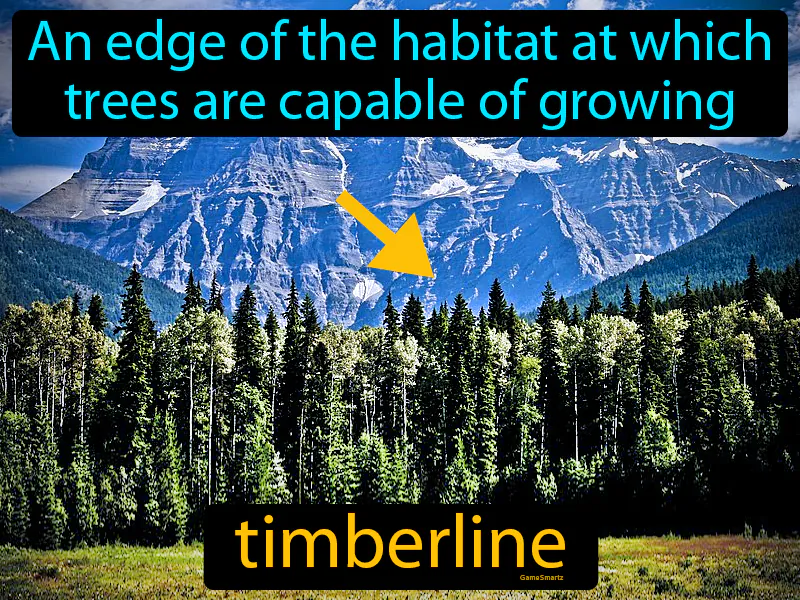 Timberline Definition Timberline Definition