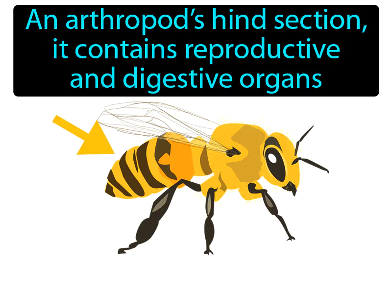 Abdomen Definition Abdomen Definition