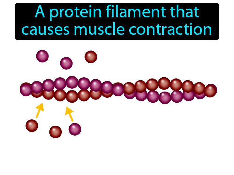 Actin Definition Actin Definition
