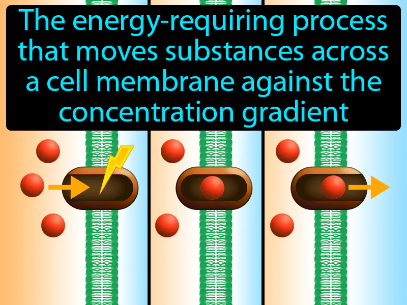 Active Transport Definition Active Transport Definition