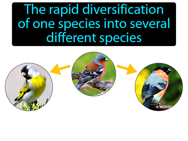 Adaptive Radiation Definition Adaptive Radiation Definition