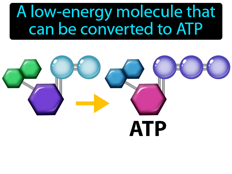 Adenosine Diphosphate Definition Adenosine Diphosphate Definition